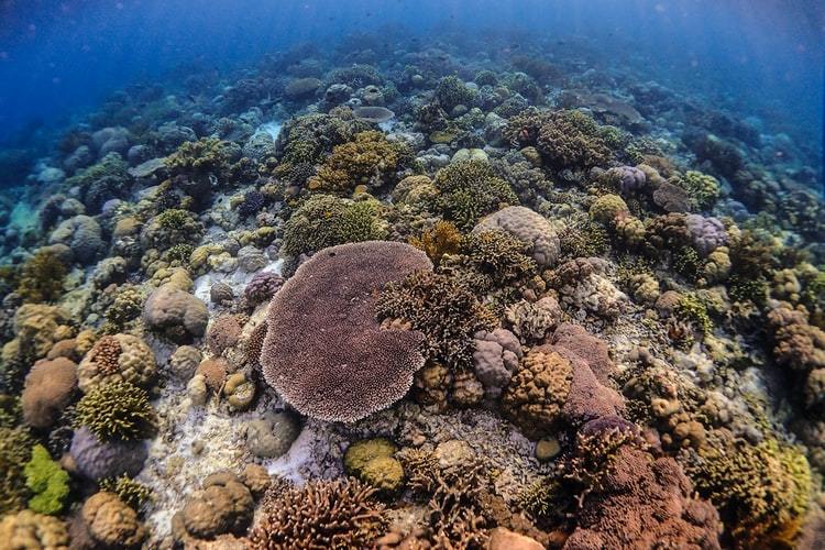 The Impact Of Sunscreen On The Coral Reefs